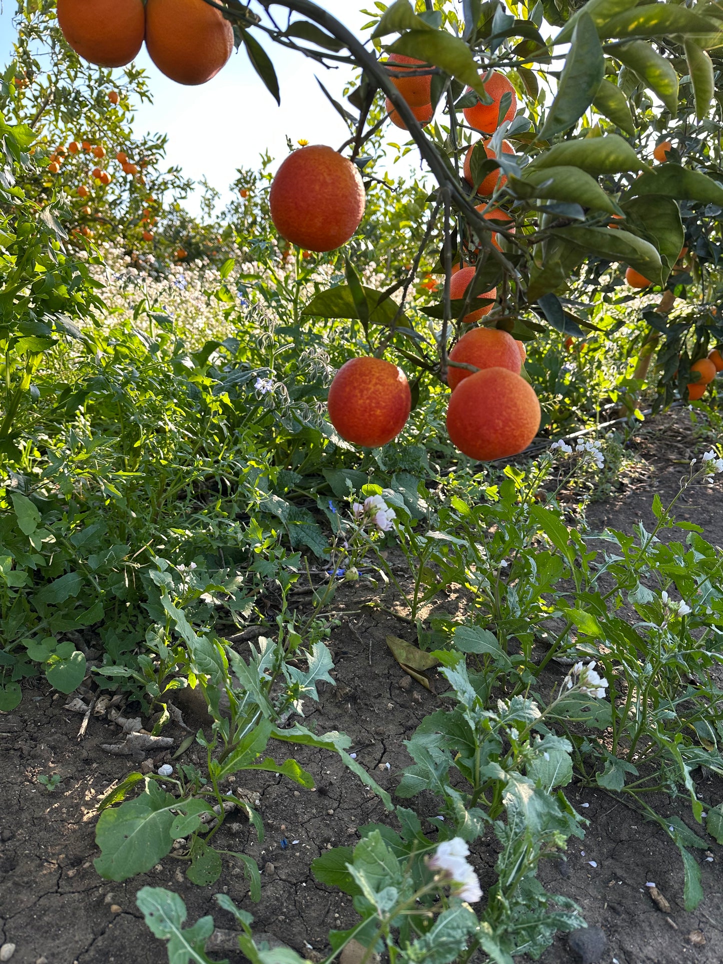 Tarocco rosso da tavola